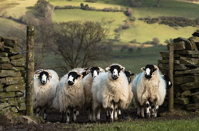 British wool sed in a wide range of products, including carpets, bedding, apparel, furniture and craft items.