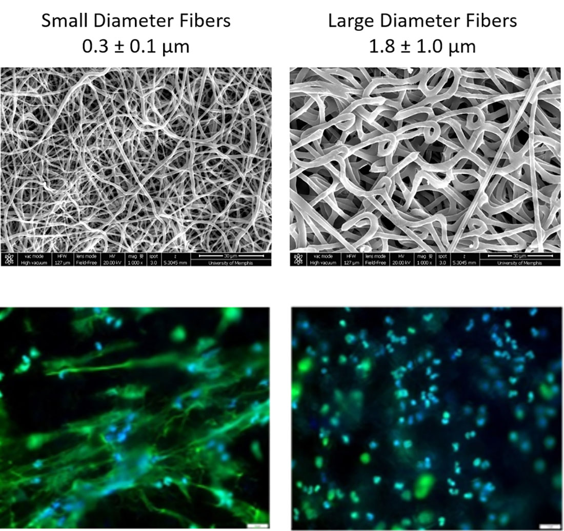 Fiber diameter of electrospun templates regulates in vitro NETosis