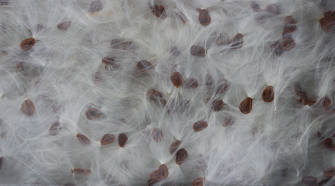 Vegeto Milkweed Fiber Seeds