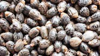 Castor bean oil used for PA11