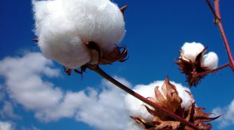 Advanced nonwoven technologies can compensate for the higher price and variability of cotton fiber.