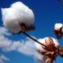 Advanced nonwoven technologies can compensate for the higher price and variability of cotton fiber.