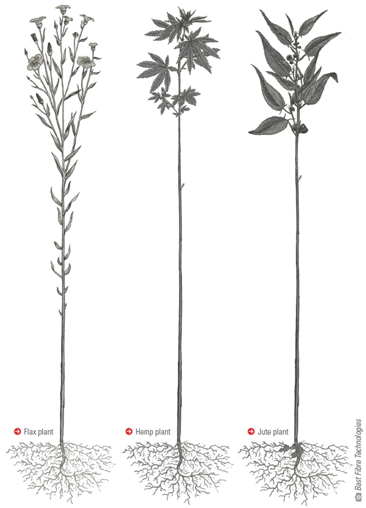 Flax, hemp and jute plants