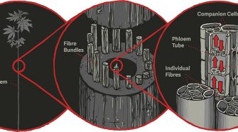 Diagram of Phloem structure