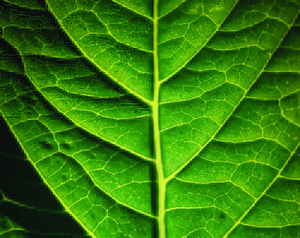 Bcomp’s powerRibs fabrics were inspired by leaf veins. Photo courtesy of Bocomp