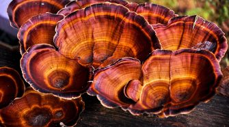 The industry gold standard for mycelium leather production is Ganoderma Lucidum, also known as “Lingzhi” in Chinese or “Reishi” in Japanese. It is a polyporus mushroom than can be found throughout Europe, North America and Asia and is usually grown on decaying hardwood trees. Photo: Stockphoto/9770880_224