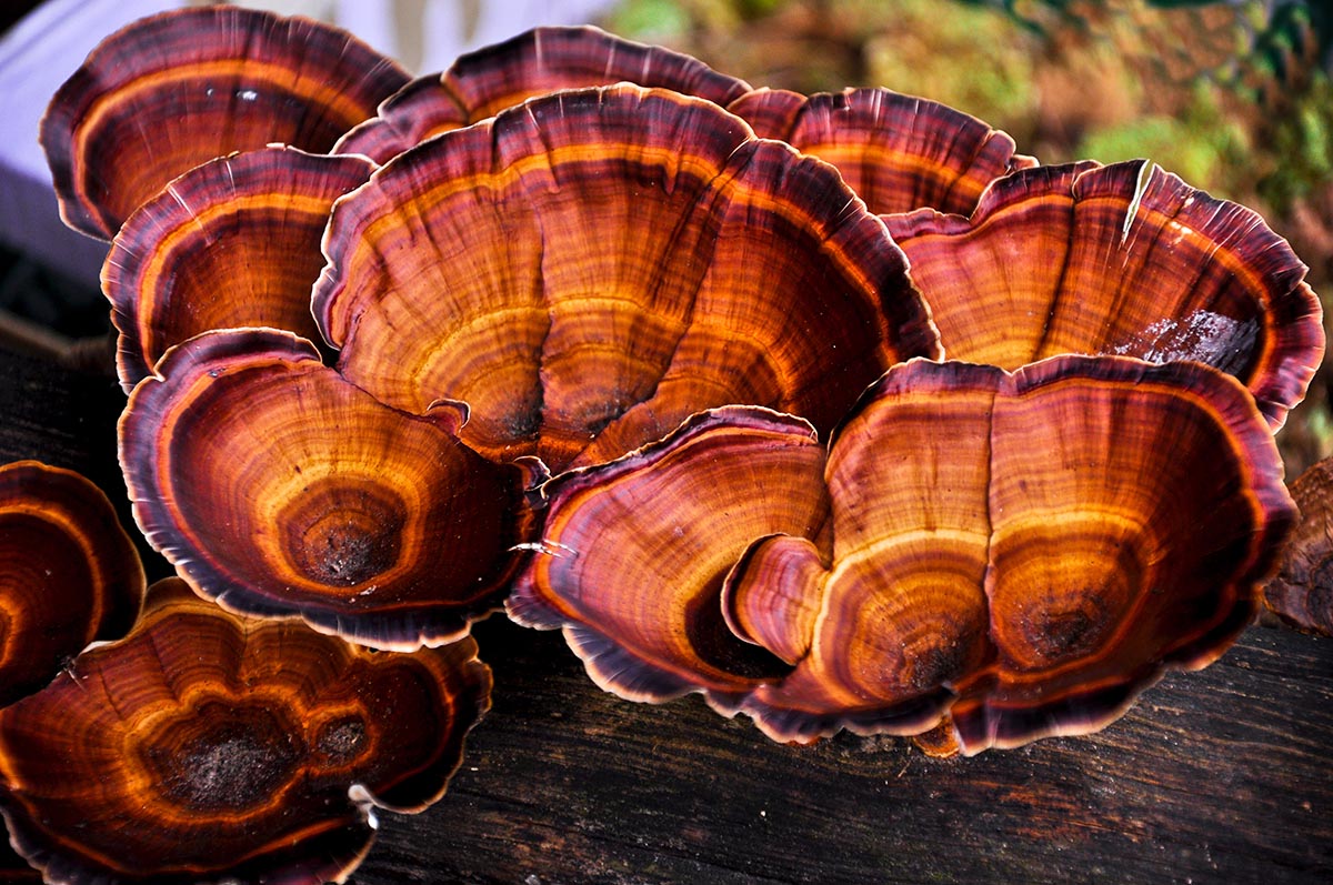 The industry gold standard for mycelium leather production is Ganoderma Lucidum, also known as “Lingzhi” in Chinese or “Reishi” in Japanese. It is a polyporus mushroom than can be found throughout Europe, North America and Asia and is usually grown on decaying hardwood trees. Photo: Stockphoto/9770880_224