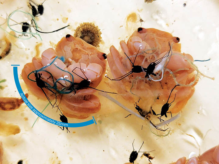 Pelagic crabs are shown shackled by fugitive man-made microfibers in this image captured by the Moore Institute for Plastic Pollution Research.