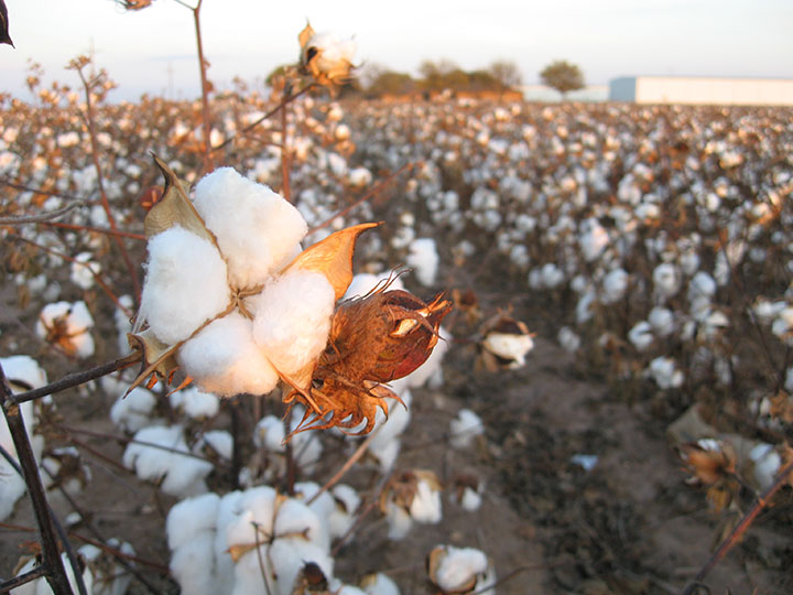 A cotton field near Slaton, Texas. Photo courtesy of Kimberly Vardeman/CC-BY-2.0