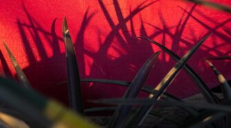 Piñatex® with the reflection of pineapple leaves and, right, fiber being extracted from the leaf. Photo courtesy Ananas Anam