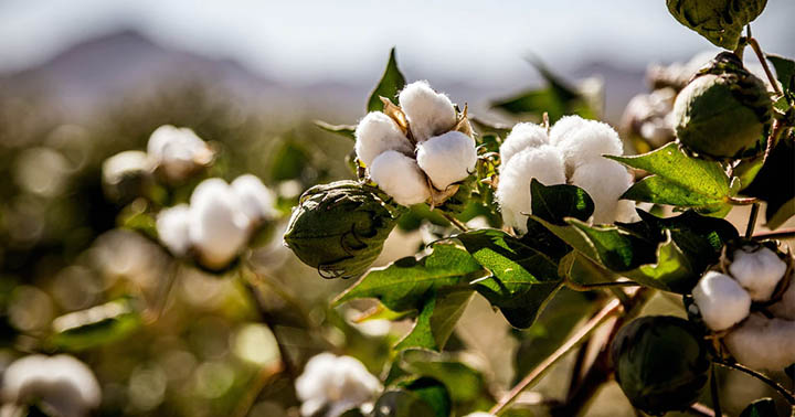 There is limited potential in expanding natural fiber supply, especially cotton, owing to such issues as soil degradation, water shortages and urban sprawl. Photo courtesy of SGS