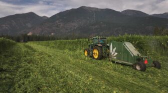 Harvesting industrial hemp.
