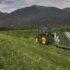 Harvesting industrial hemp.