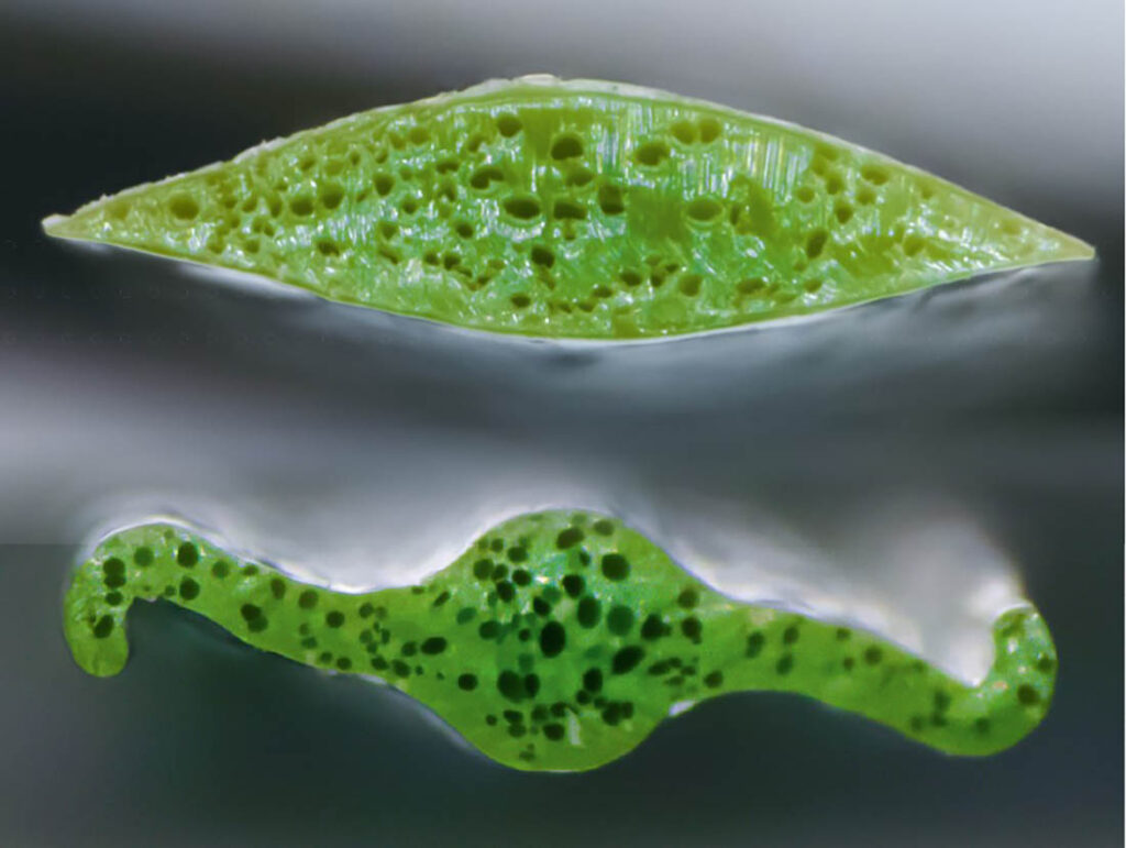 Microscopic cross-sectional view of the microcell structure of a blade of grass .