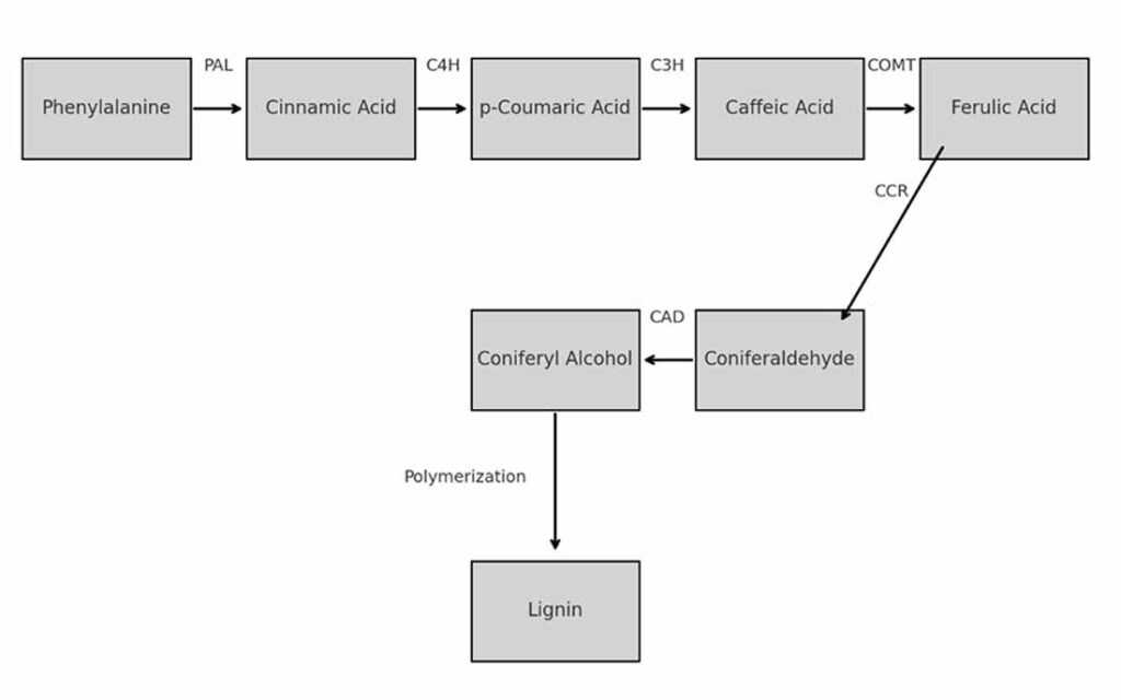 Figure 1: Schematic of lignin biosynthesis (phenylpropanoid) pathway highlighting key gene targets (e.g., PAL, C3’H, COMT, CCR, CAD) edited via CRISPR-Cas9.