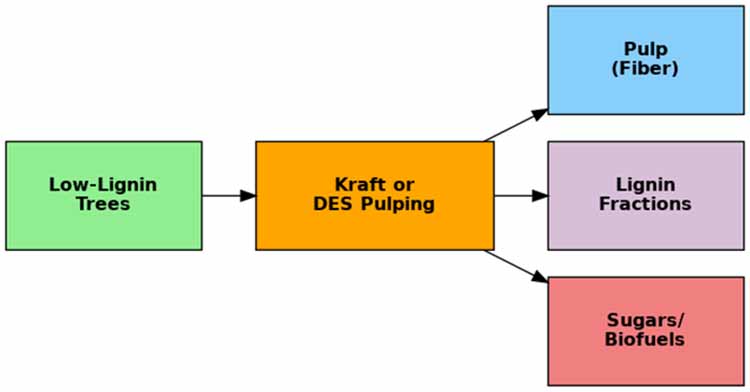 Figure 4: System diagram 
of integrated biorefinery with low-lignin inputs.