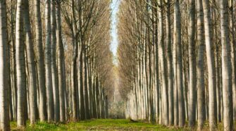 iStockphoto/Thicha Studio