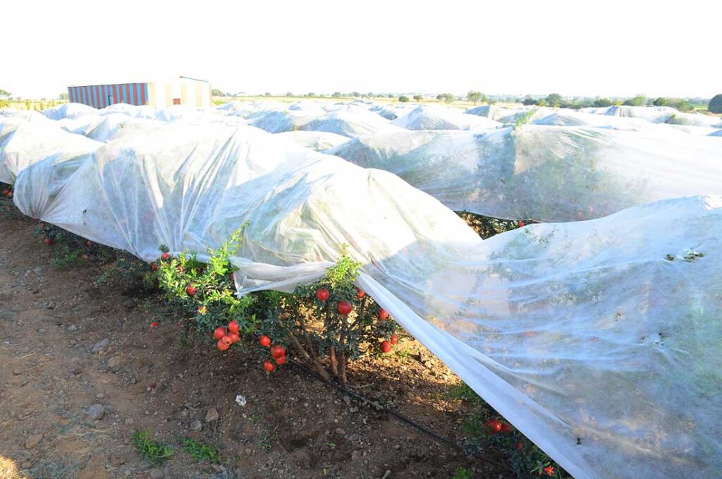 Sidwin’s Bunch Cover is for leafy fruits like bananas, as well as used in exporting. Crop Cover creates a protective tunnel for crops like tomatoes. Photo courtesy of Sidwin Fabrics