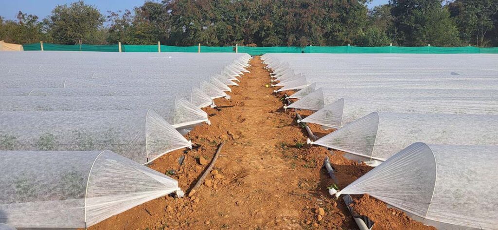 Sidwin’s Crop Cover protects from various harmful elements that can kill plants. Photo courtesy of Sidwin Fabrics