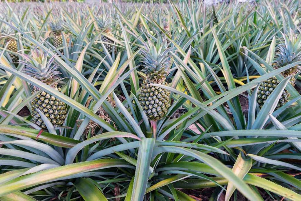 For every metric ton of pineapple fruit harvested, 2 to 3 tons of leaf waste are generated, which can be turned into fiber for textile applications. iStock/Teen00000