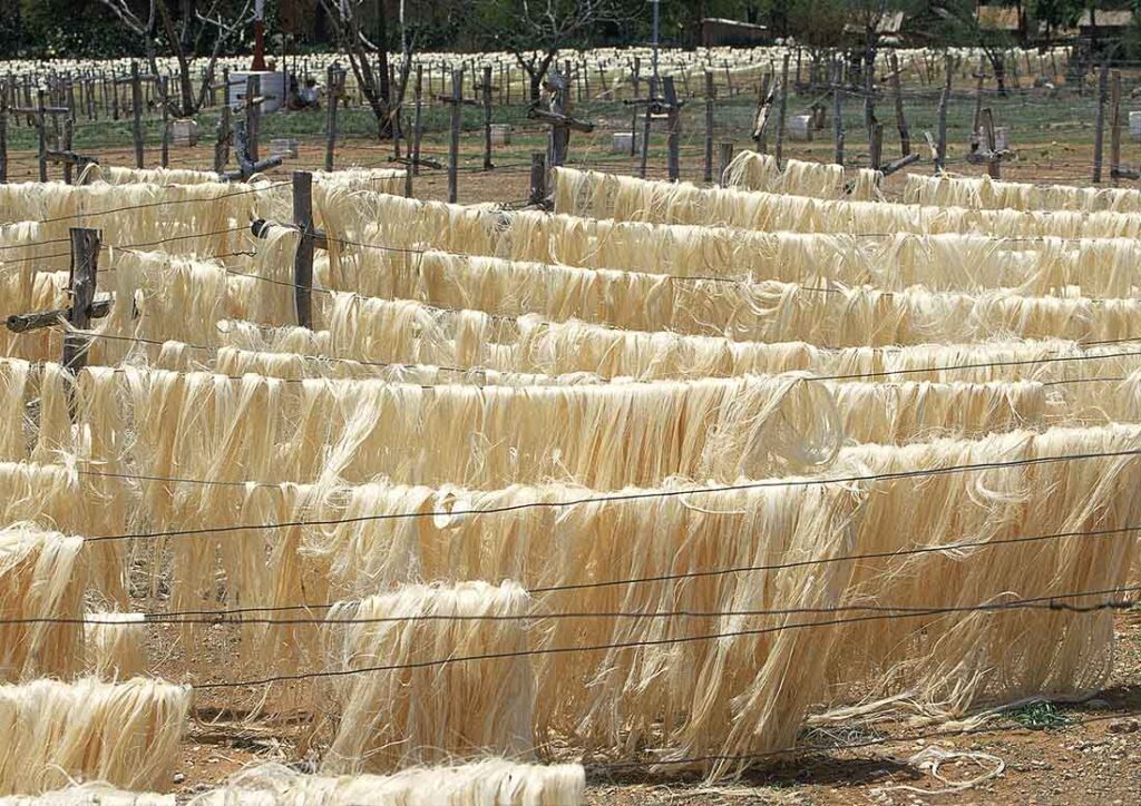 Drying fibers on a sisal farm in Madagascar. iStock/slowmotiongli
