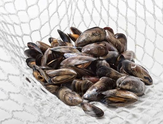 Wood-based mussel nets with LENZING Lyocell fibers for aquatic farming.
