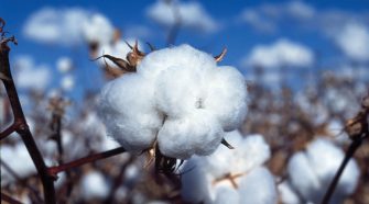 Cotton consumes 16 percent of all the insecticides and 7 percent of all herbicides used globally