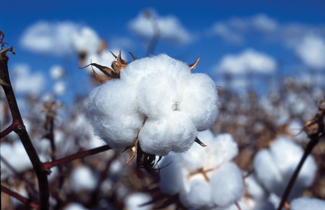 Cotton consumes 16 percent of all the insecticides and 7 percent of all herbicides used globally